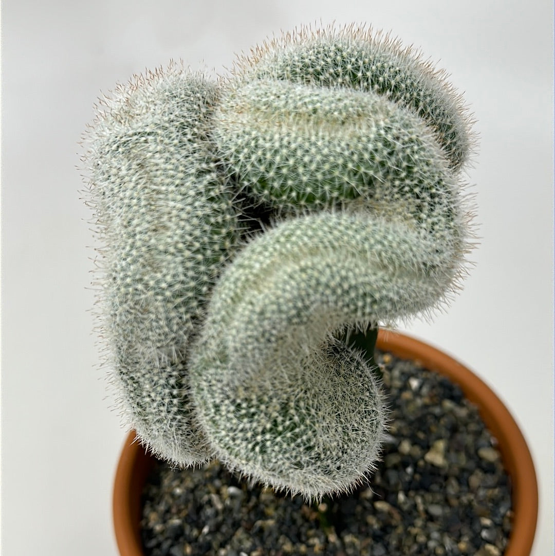 Mammillaria geminispina crested