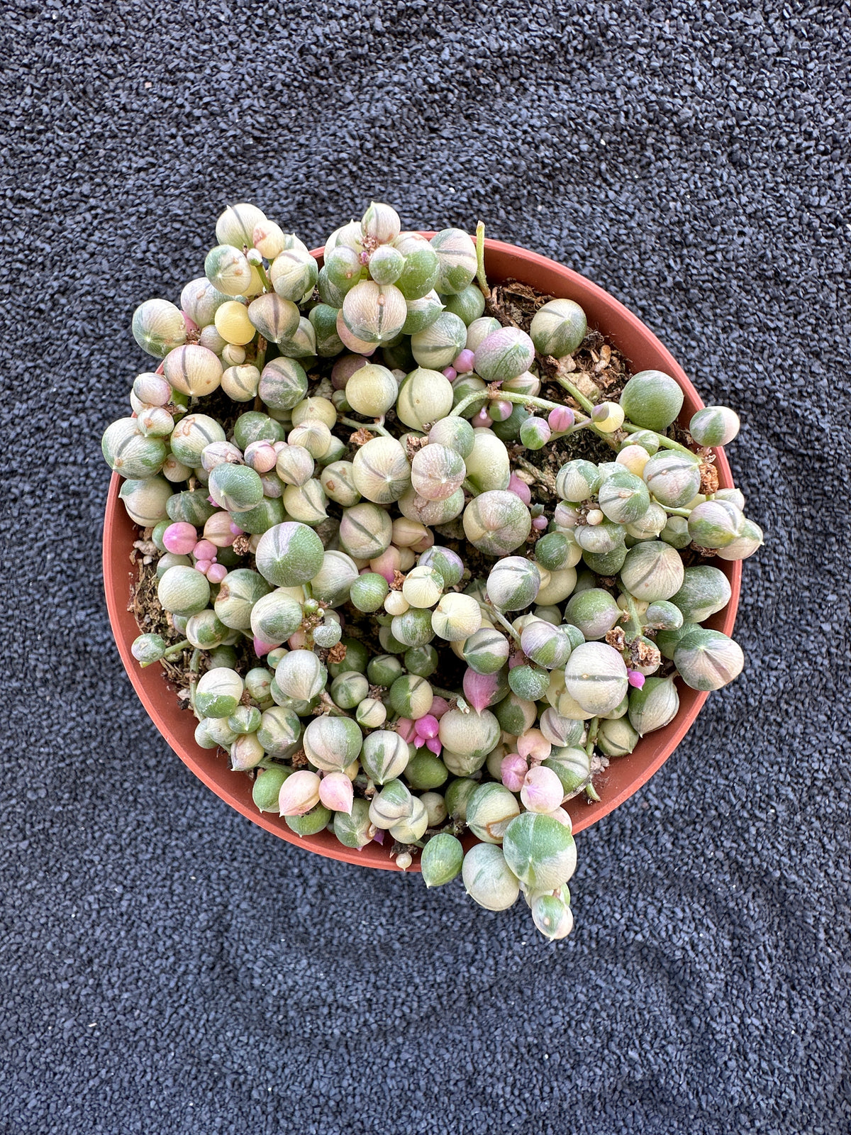 variegated pearls succulent Variegated string of pearls