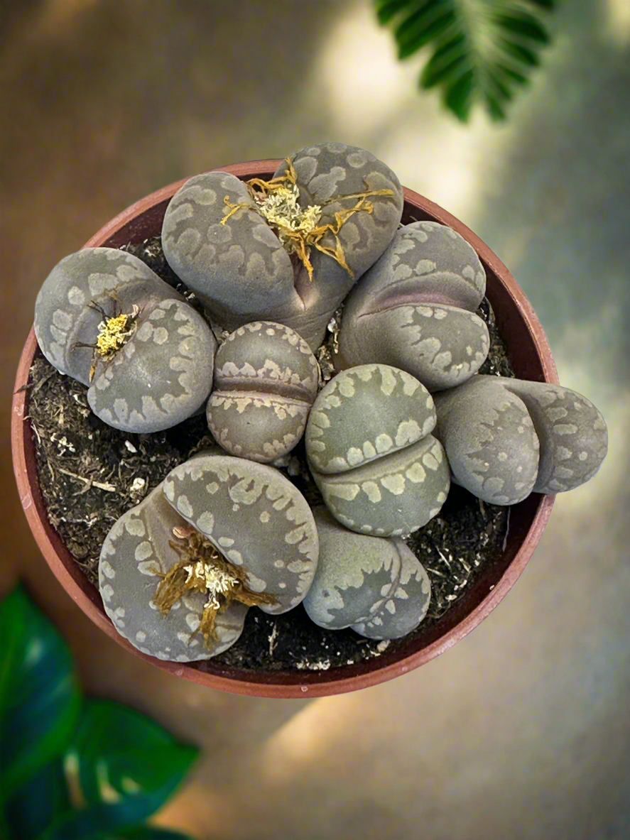 Lithops ozeniana | Partly Sunny Projects