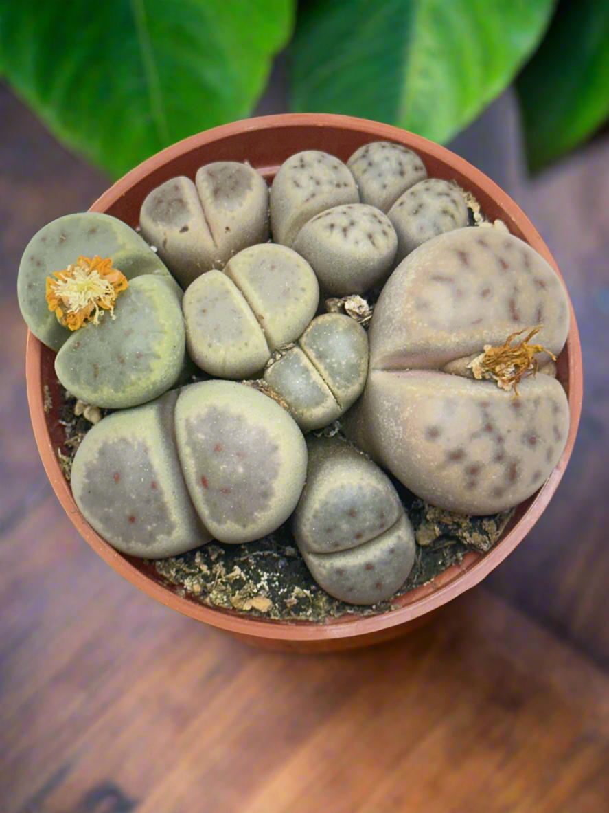 Lithops dinterii