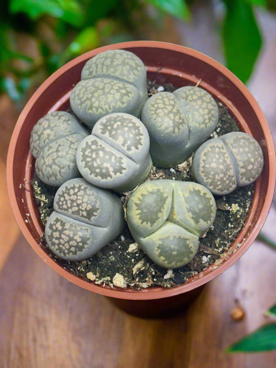 lithops plant Lithops salicola