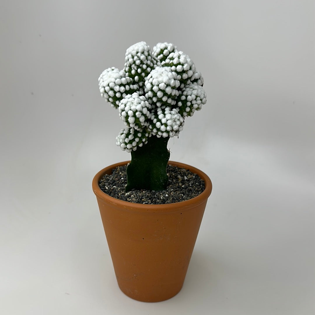 Mammillaria gracilis cv. oruga