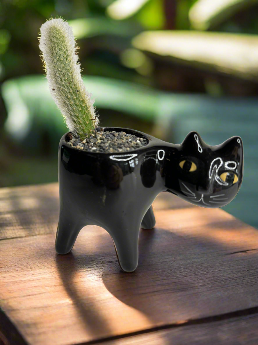 Kitty pot