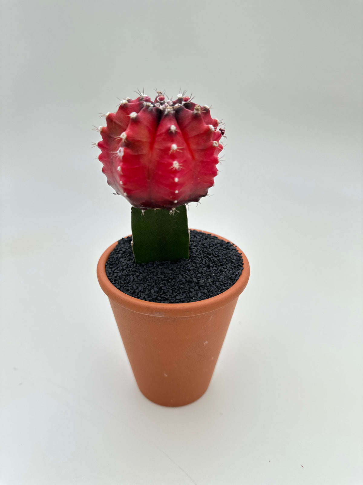Gymnocalycium Mihanovichii