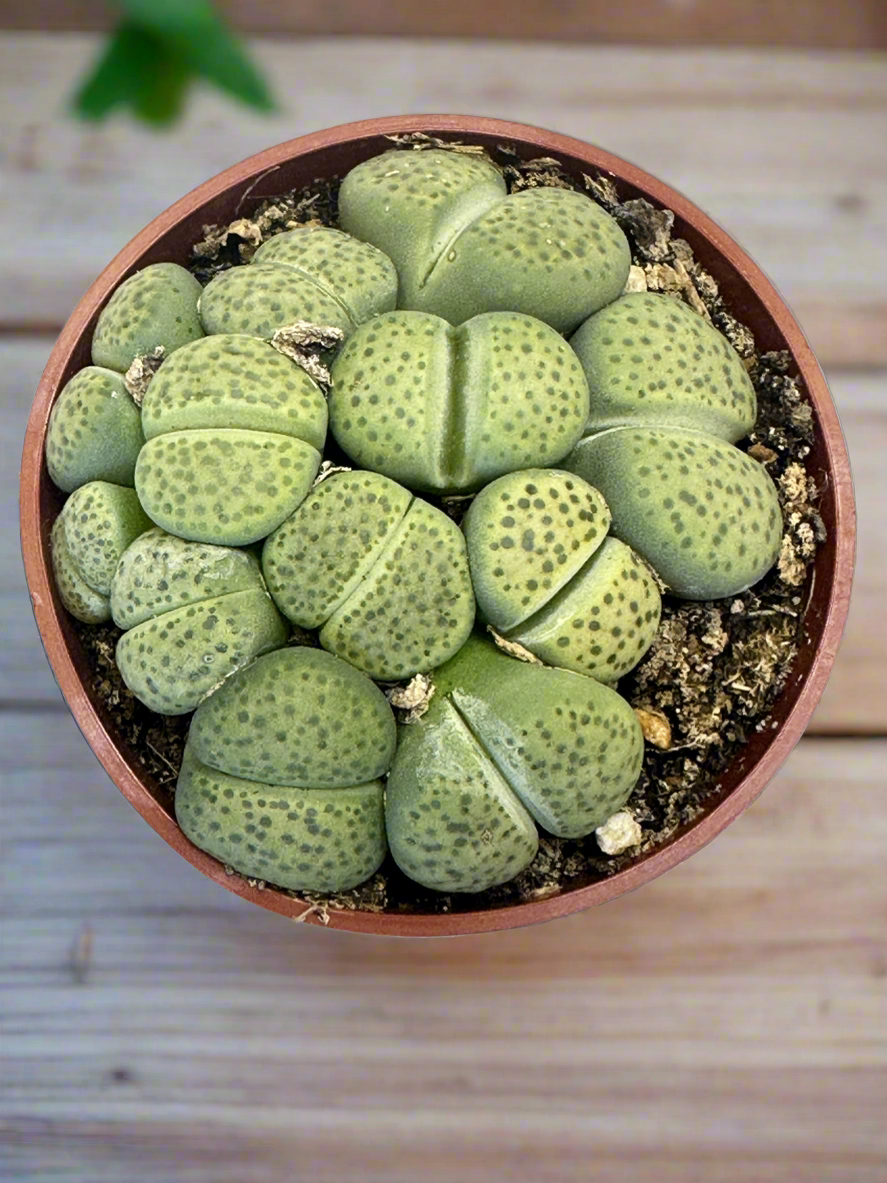 Lithops fulviceps var aurea