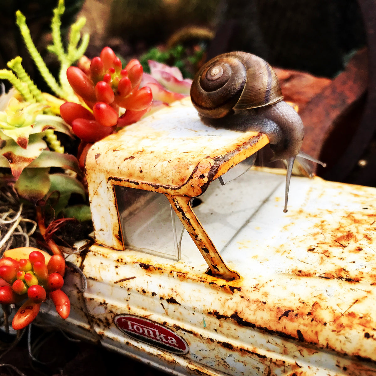 Partly Sunny Projects - Online Plant Store San Diego, CA