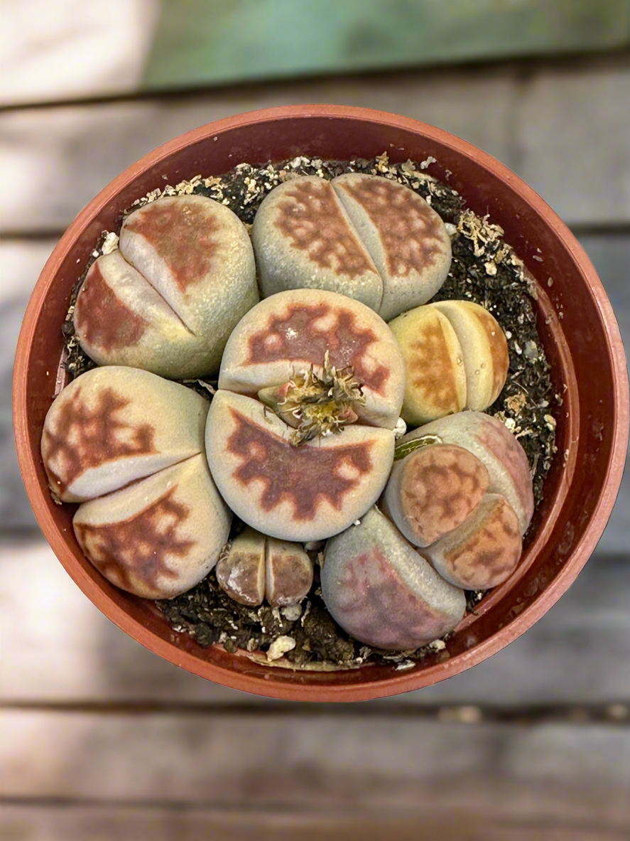 Lithops karasmontana | Partly Sunny Projects