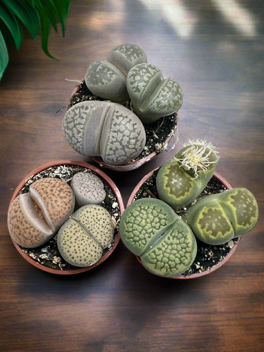 Lithops cuties