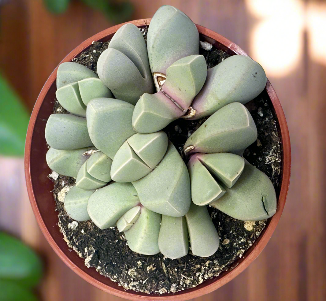 succulent karoo plants Lapidaria margaretae
