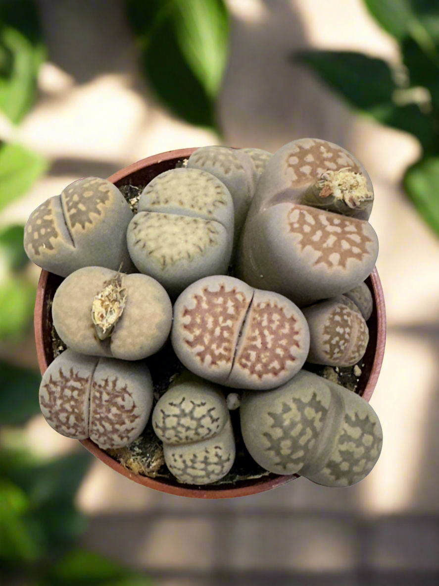 stone looking succulent Lithops jullii
