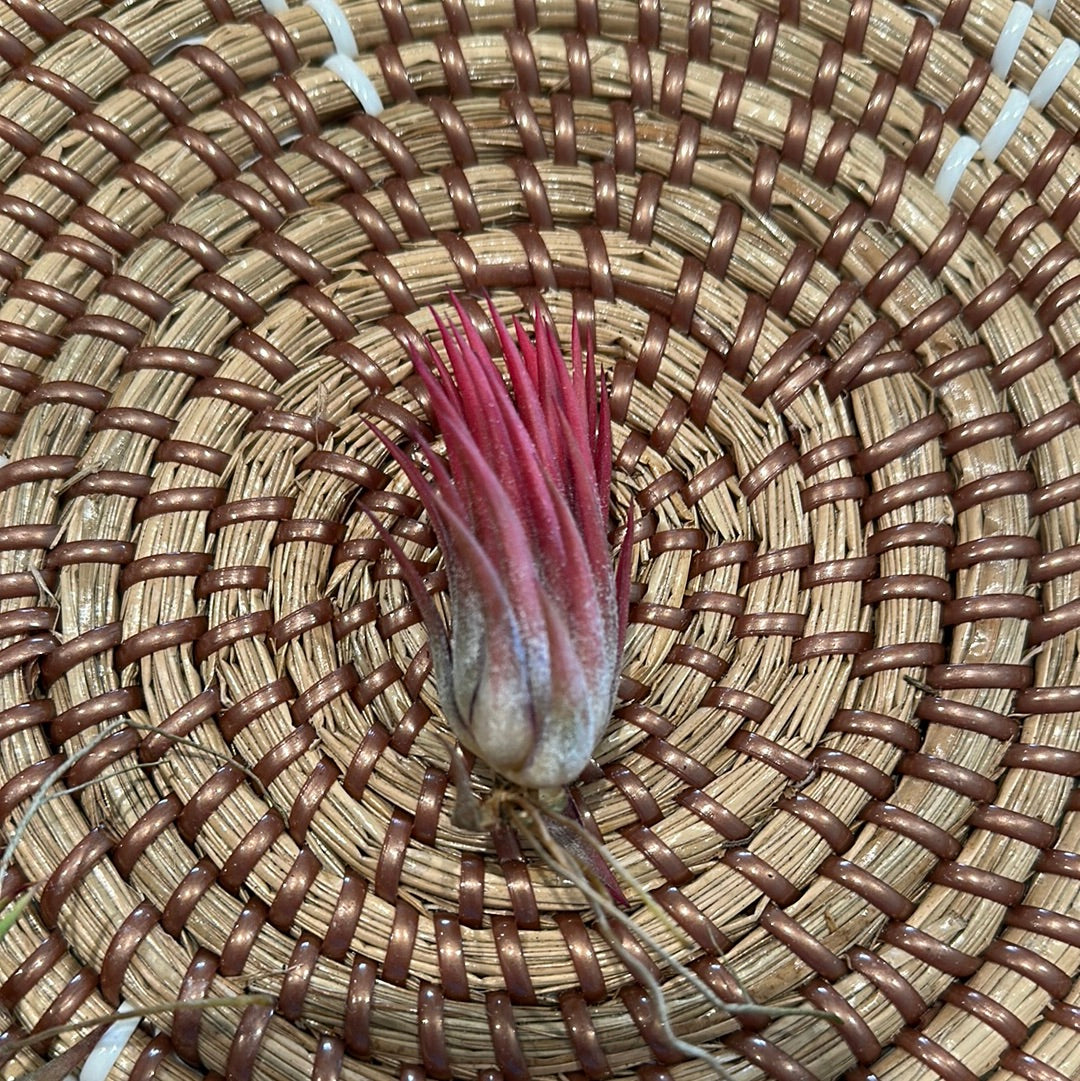 Tillandsia ionantha evolution (rare) | Partly Sunny Projects