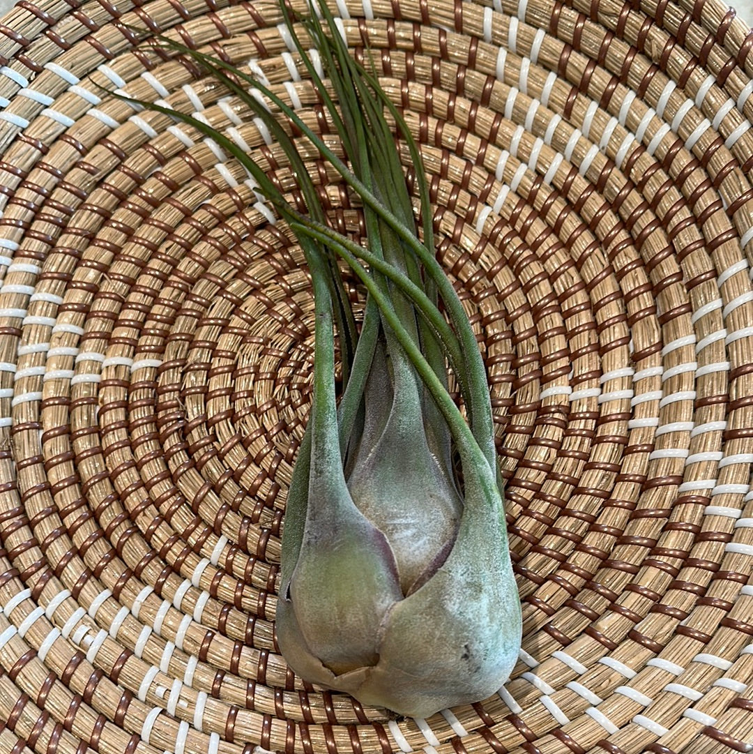 Tillandsia Seleriana