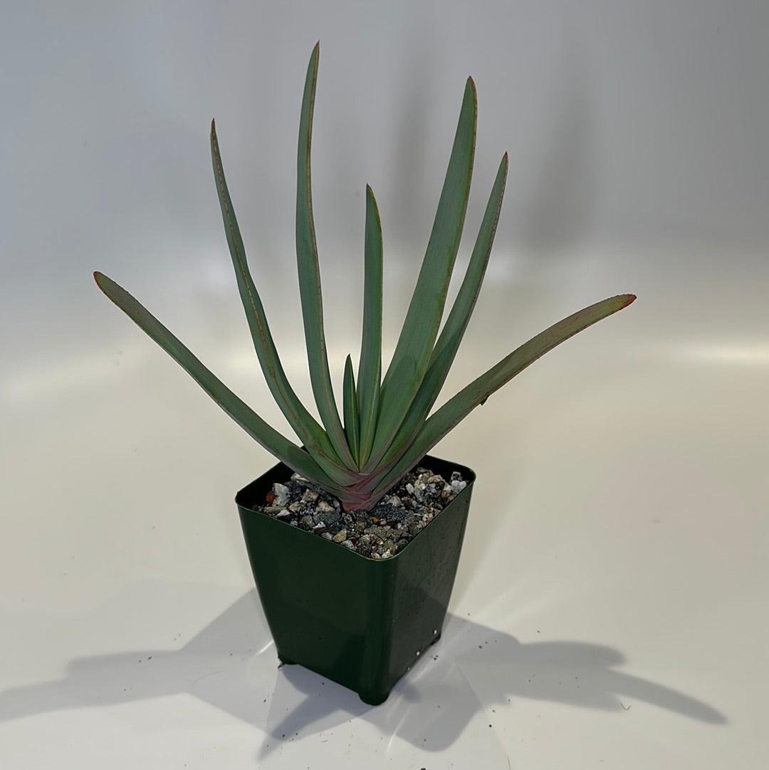 Fan aloe