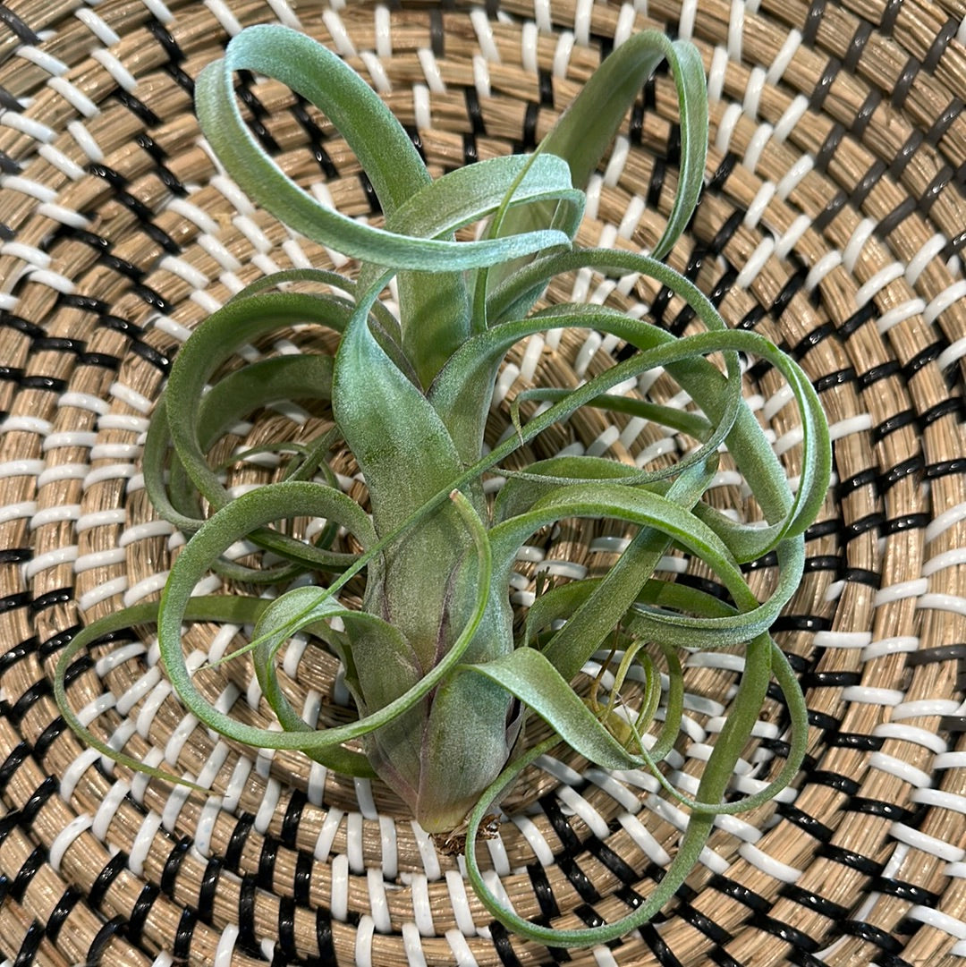 curly slim air plant Tillandsia curly slim