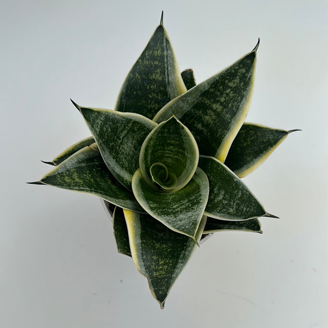 Dracaena Ocean Star / Snake Plant