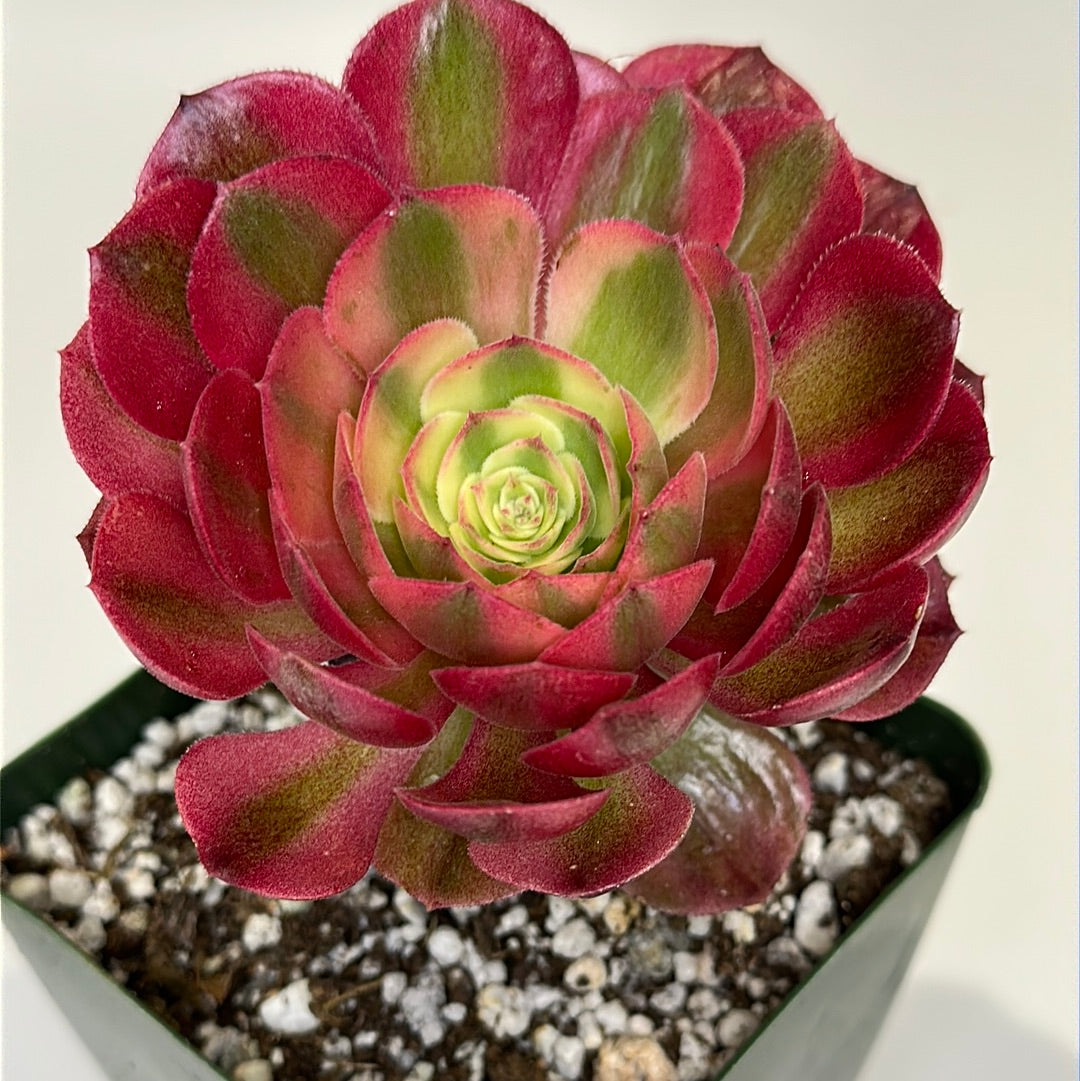 pink witch succulent Aeonium Pink Witch (Import)