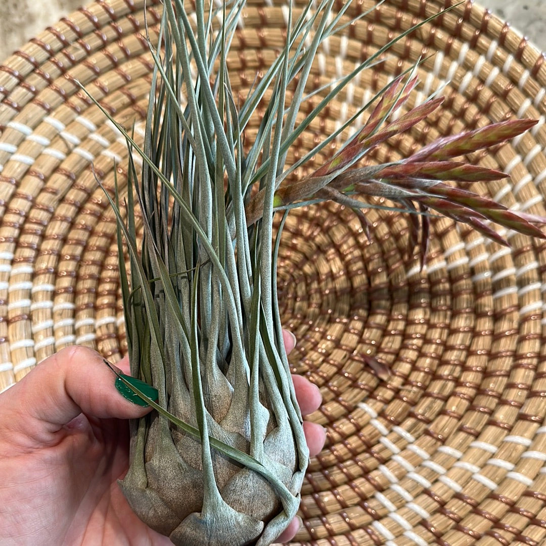 Tillandsia chontalensis | Partly Sunny Projects