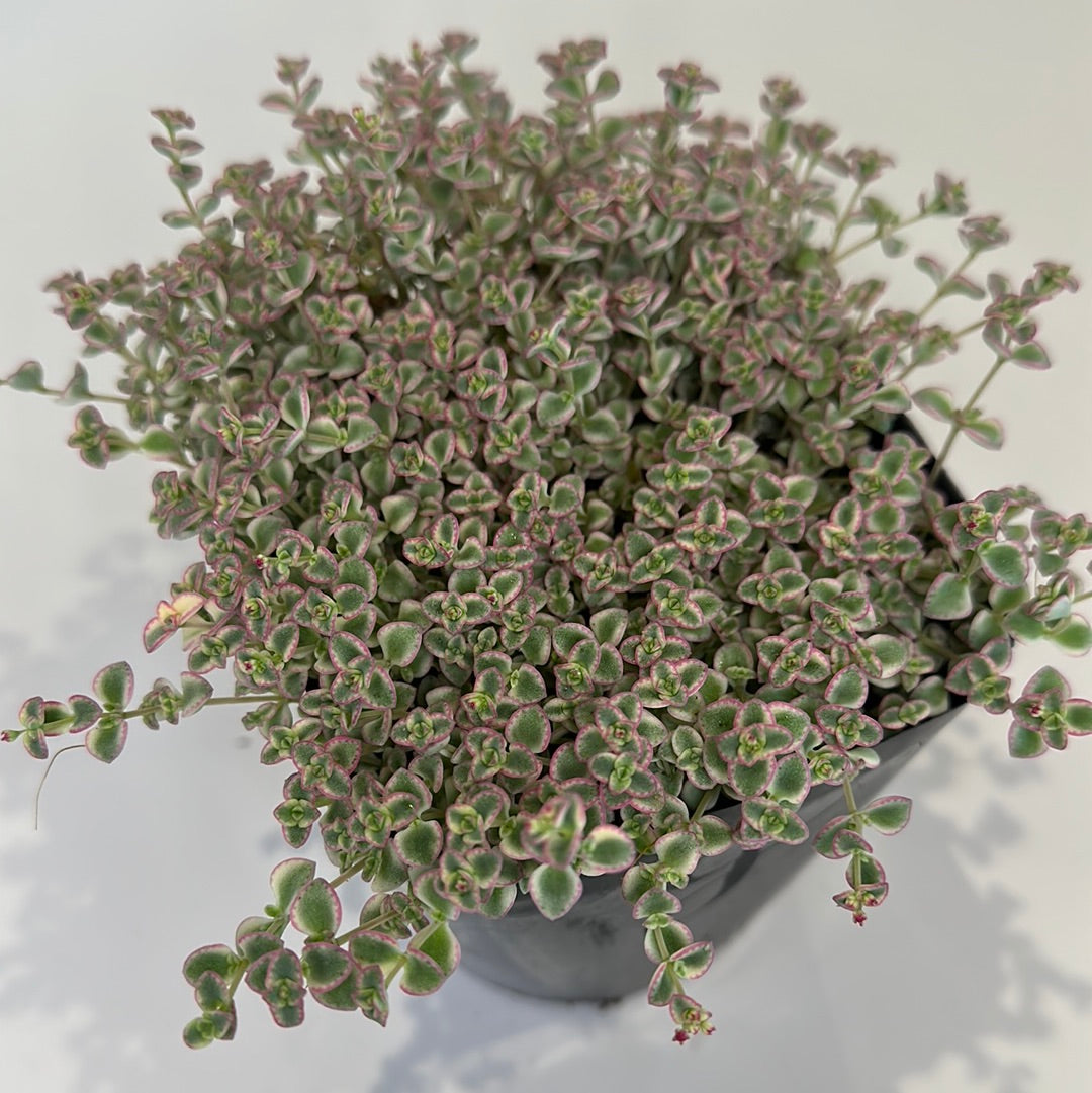 Sensational sedum little missy | Partly Sunny Projects
