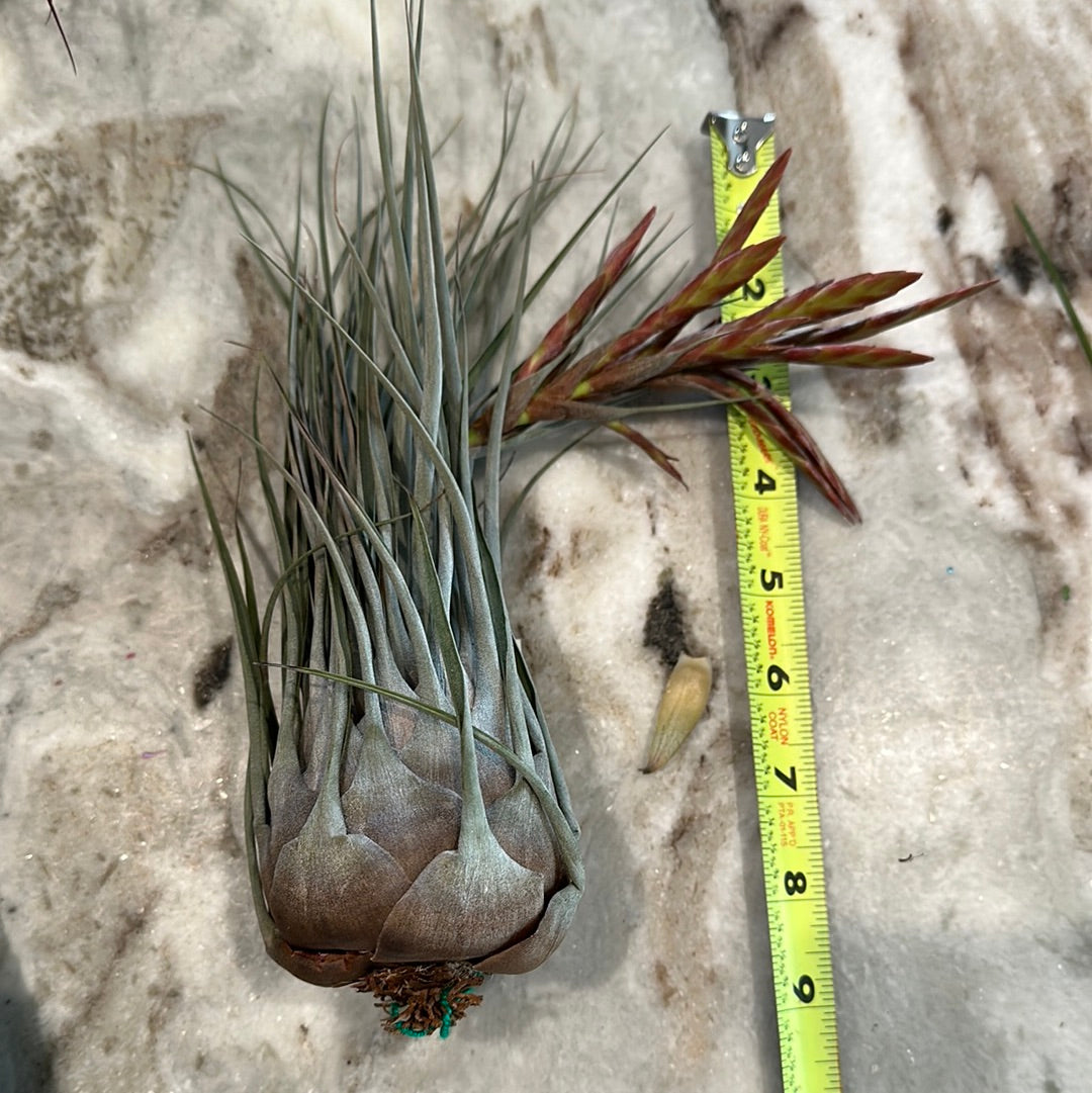 Tillandsia chontalensis | Partly Sunny Projects