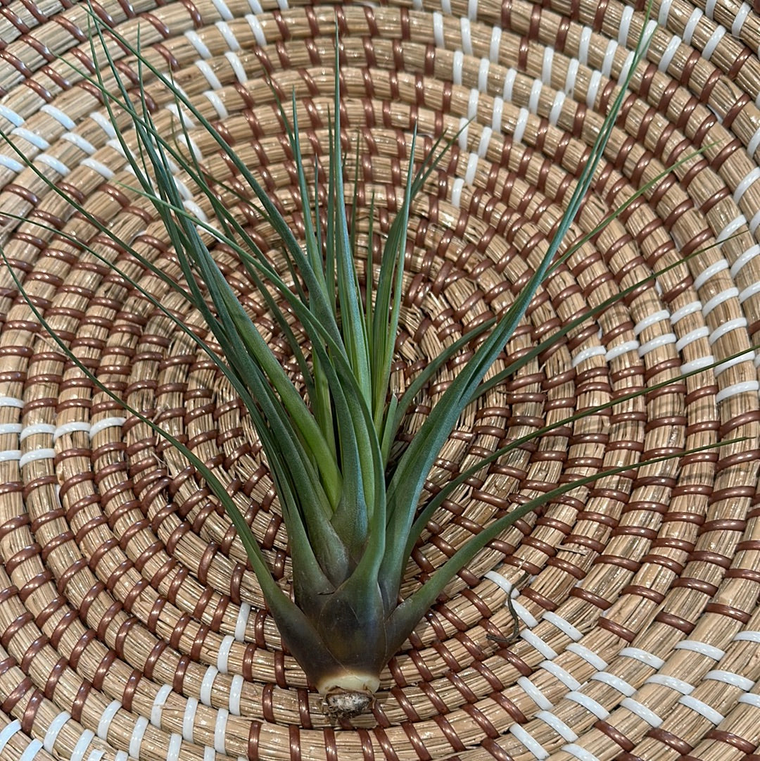 tricolor air plant Tillandsia Tricolor