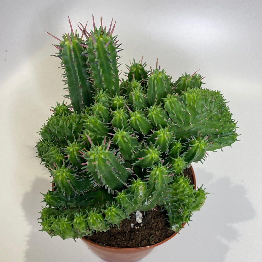 crested euphorbia succulent Crested euphorbia ferox
