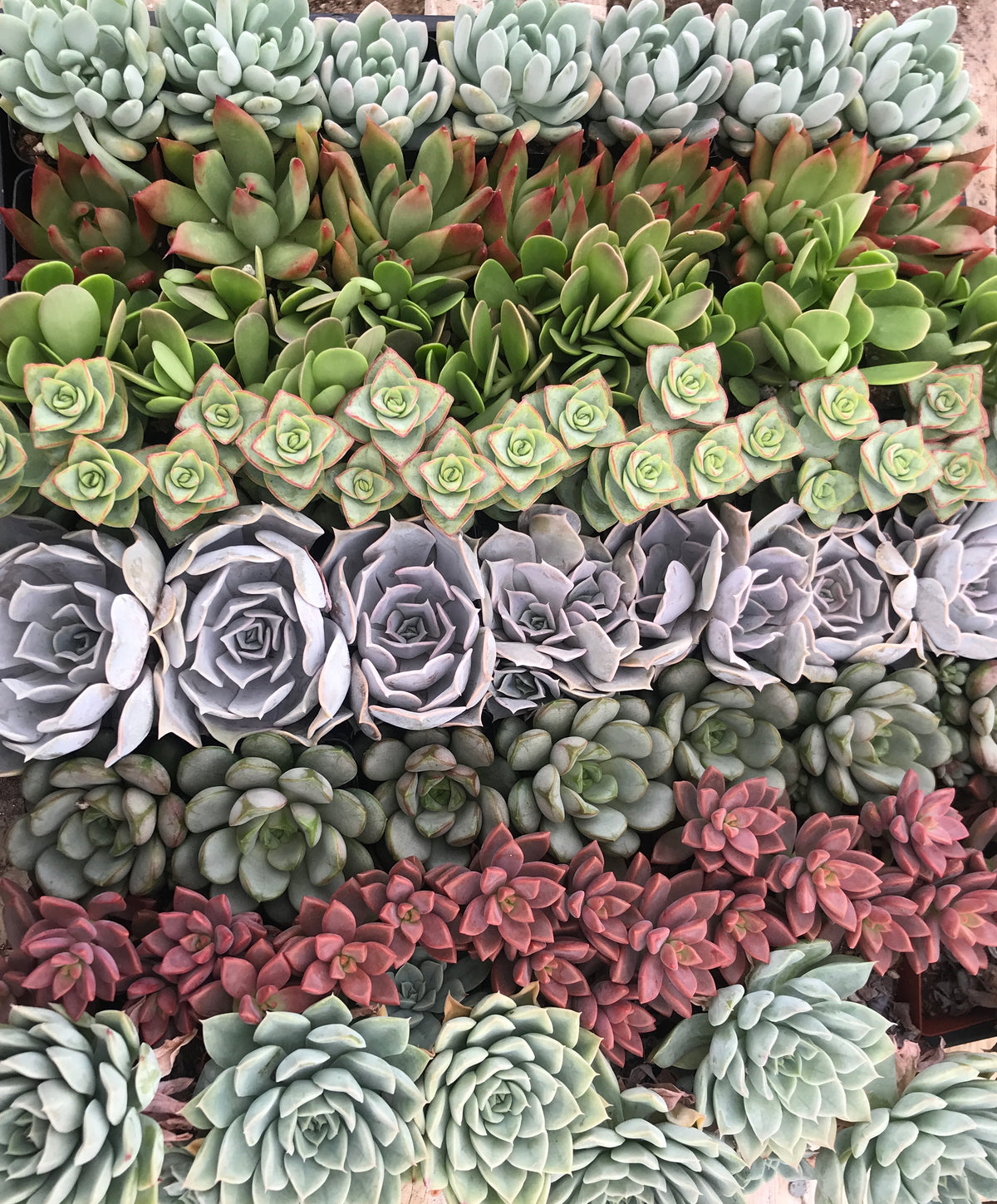group of succulents 2.5" Succulent Collection