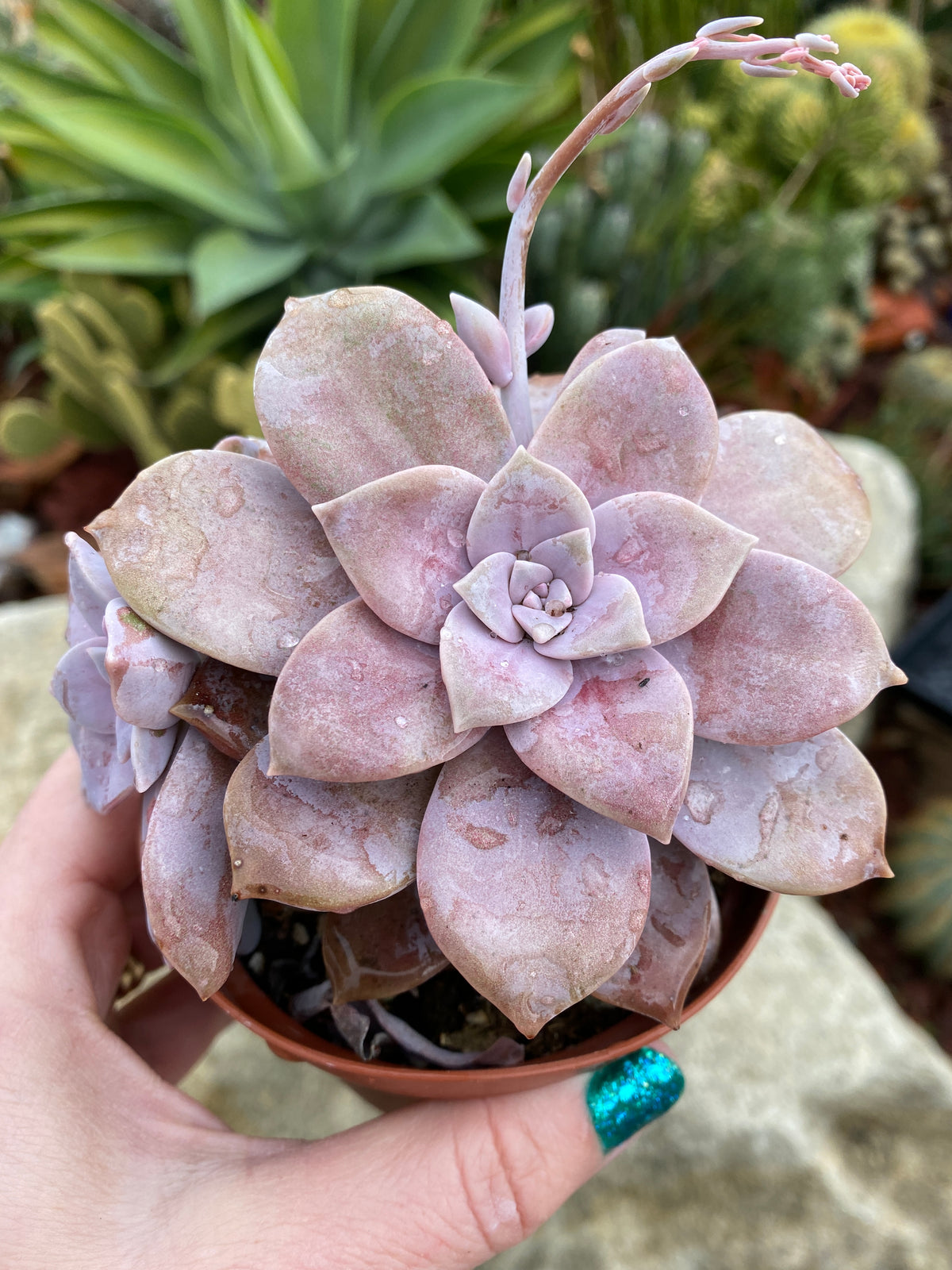 Graptoveria Superbum