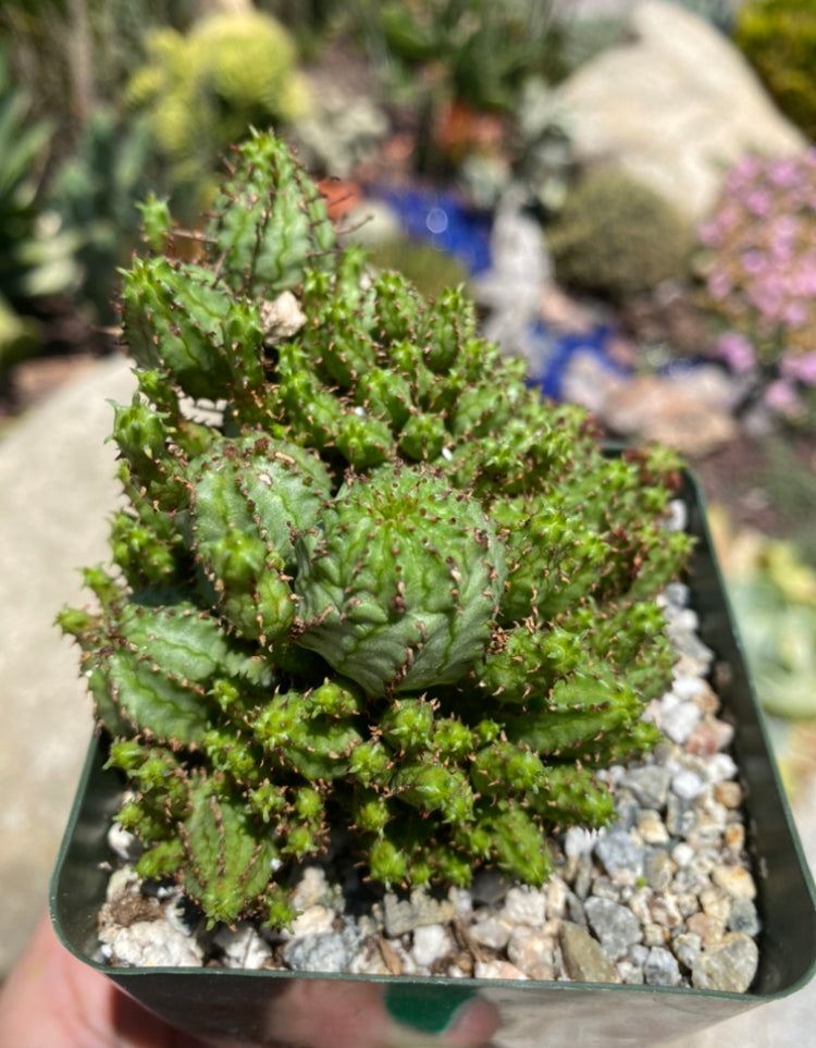 monstrose succulents Euphorbia Monstrose