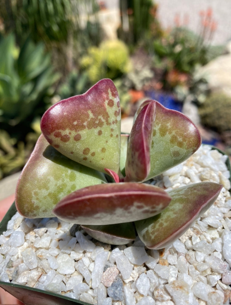 Adromischus triflorus ~ Calico Hearts 💕