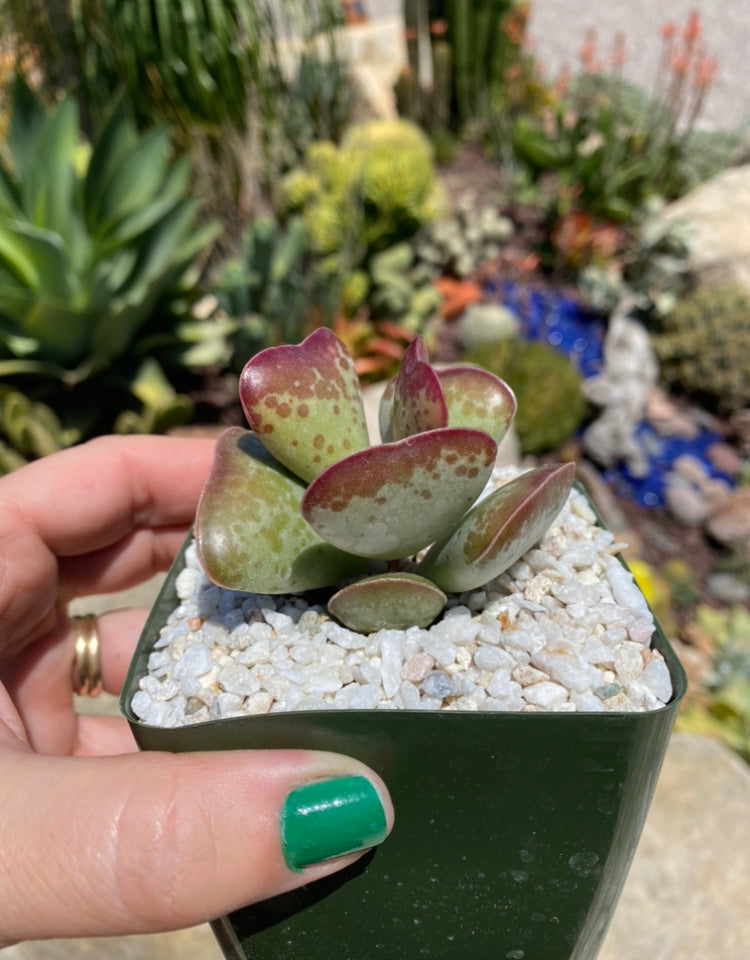 calico hearts succulents Adromischus triflorus ~ Calico Hearts 💕