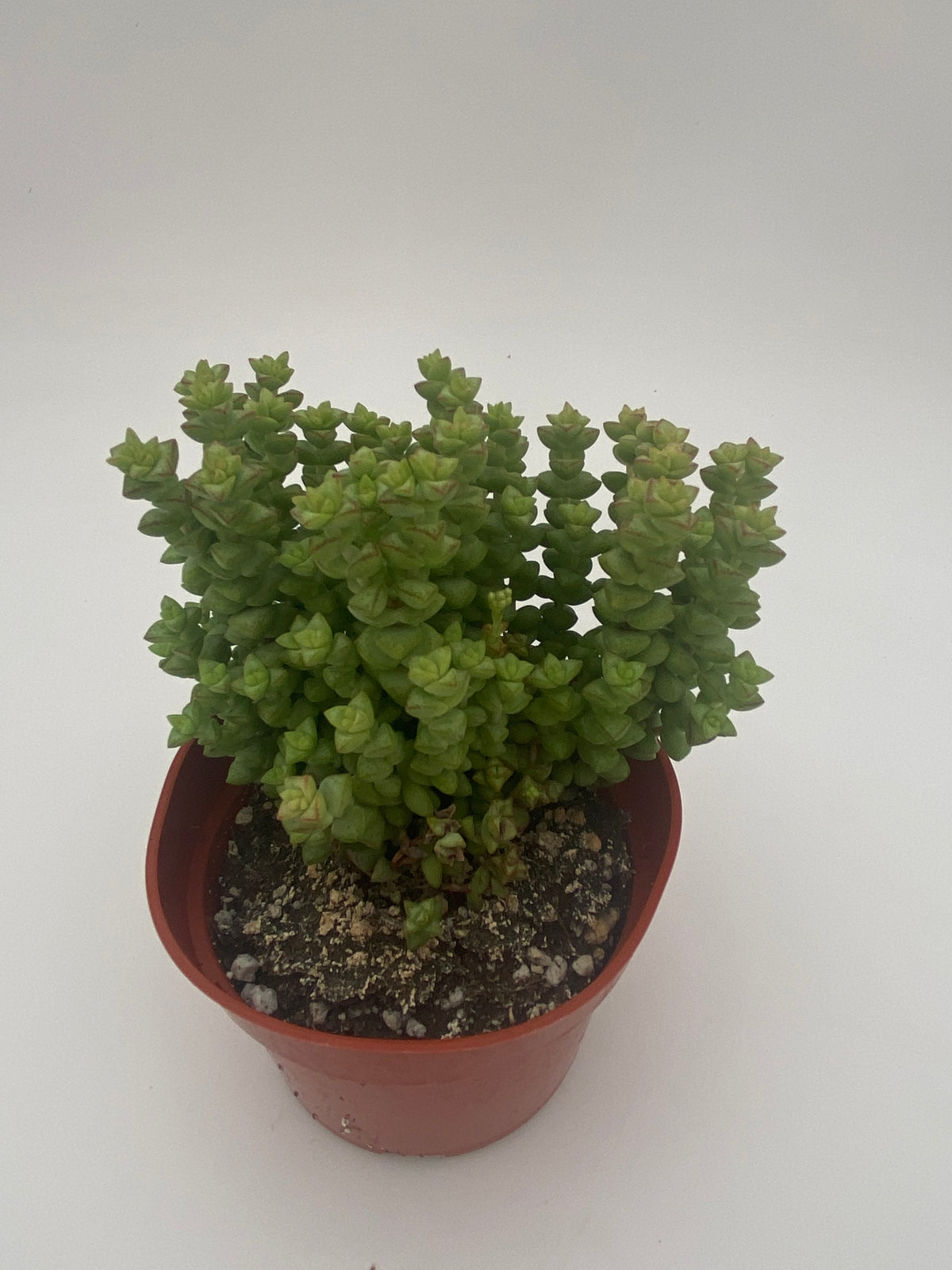 succulent tom thumb Crassula rupestris ssp. commutata 'Tom Thumb'
