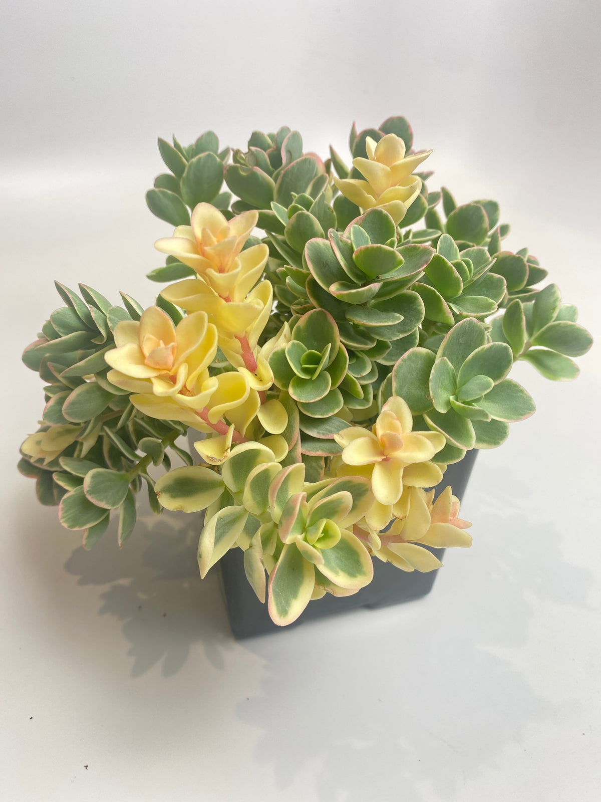 lime twister sedum succulent Sedum lime twister