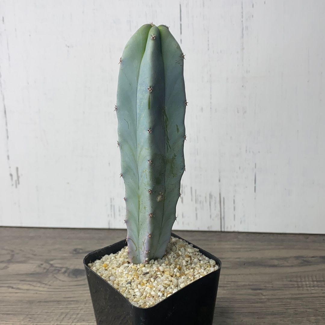 blue myrtle cactus vs san pedro Myrtillocactus geometrizans /Blue Myrtle Cactus