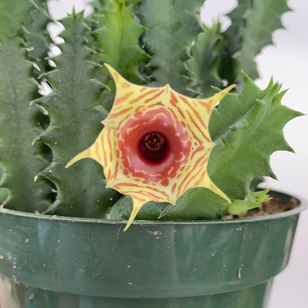 lifesaver cactus Huernia zebrina -Lifesaver plant