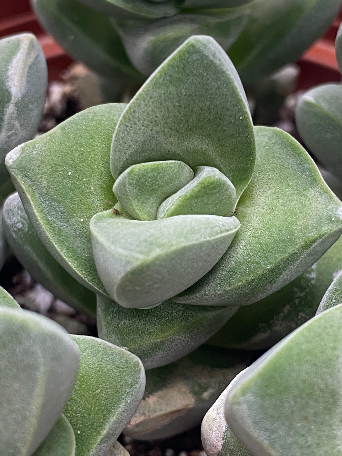crassula moonglow succulent Crassula Moonglow