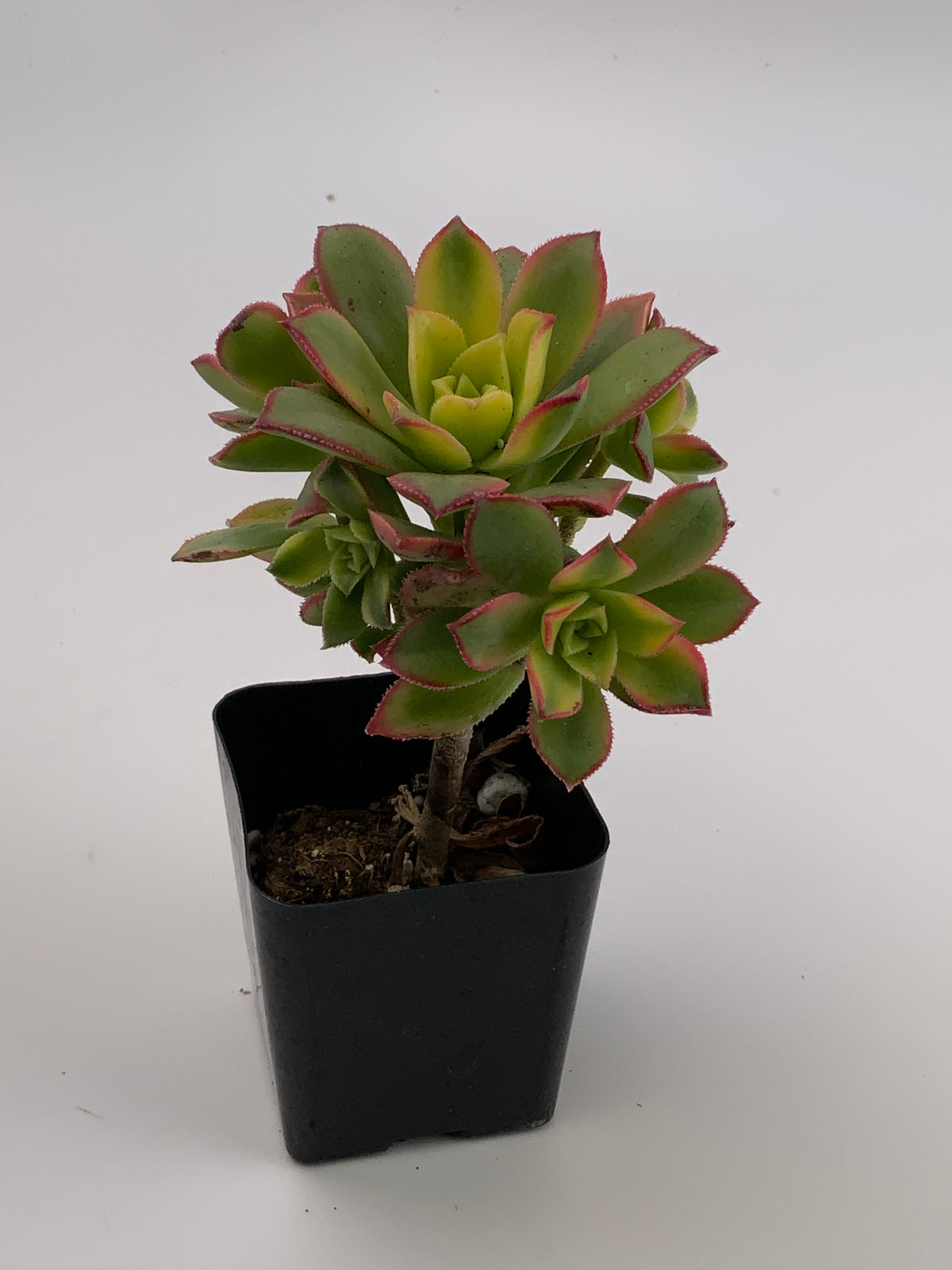 Aeonium 'Kiwi' 🥝