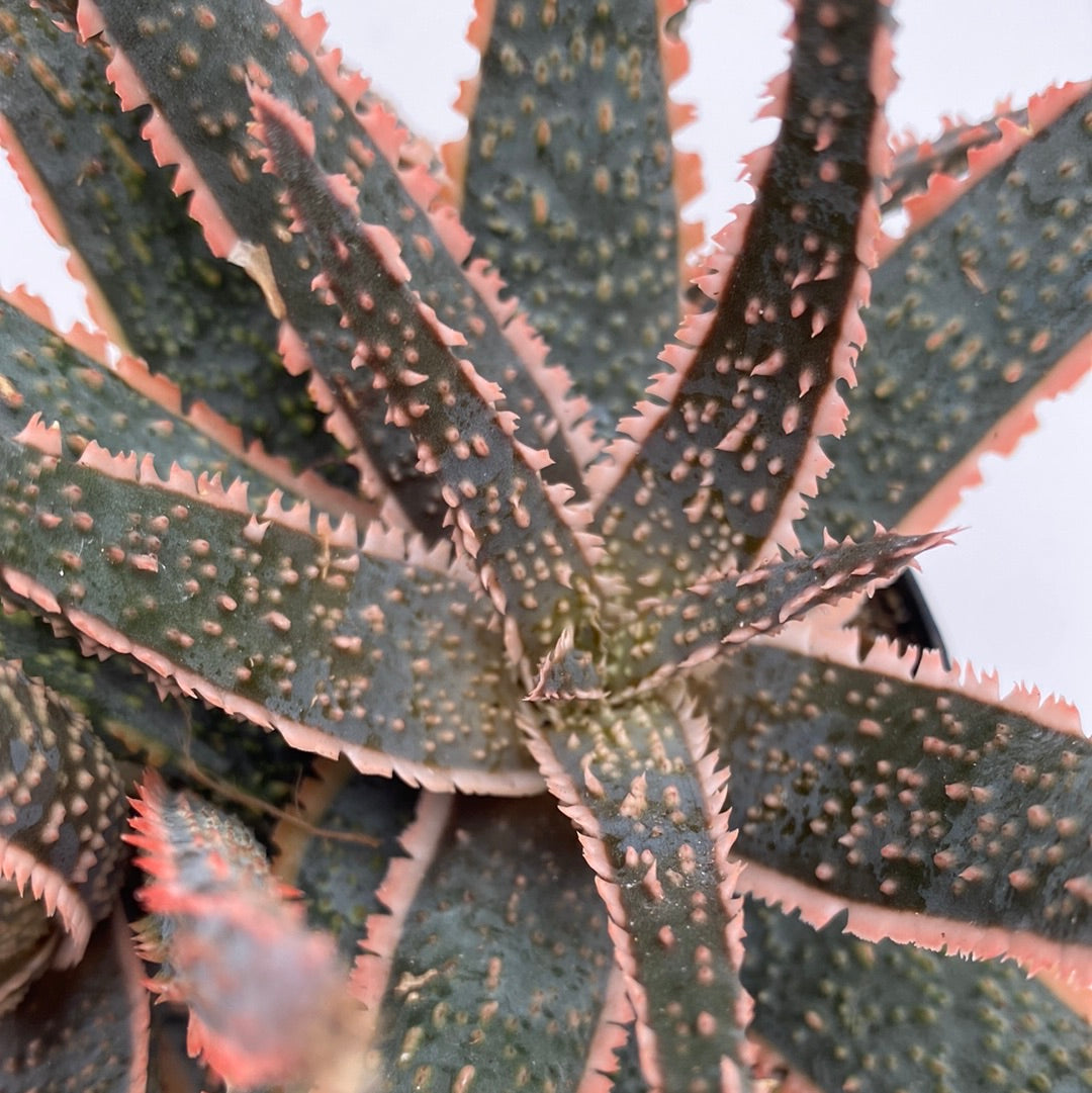 Aloe Purple Haze
