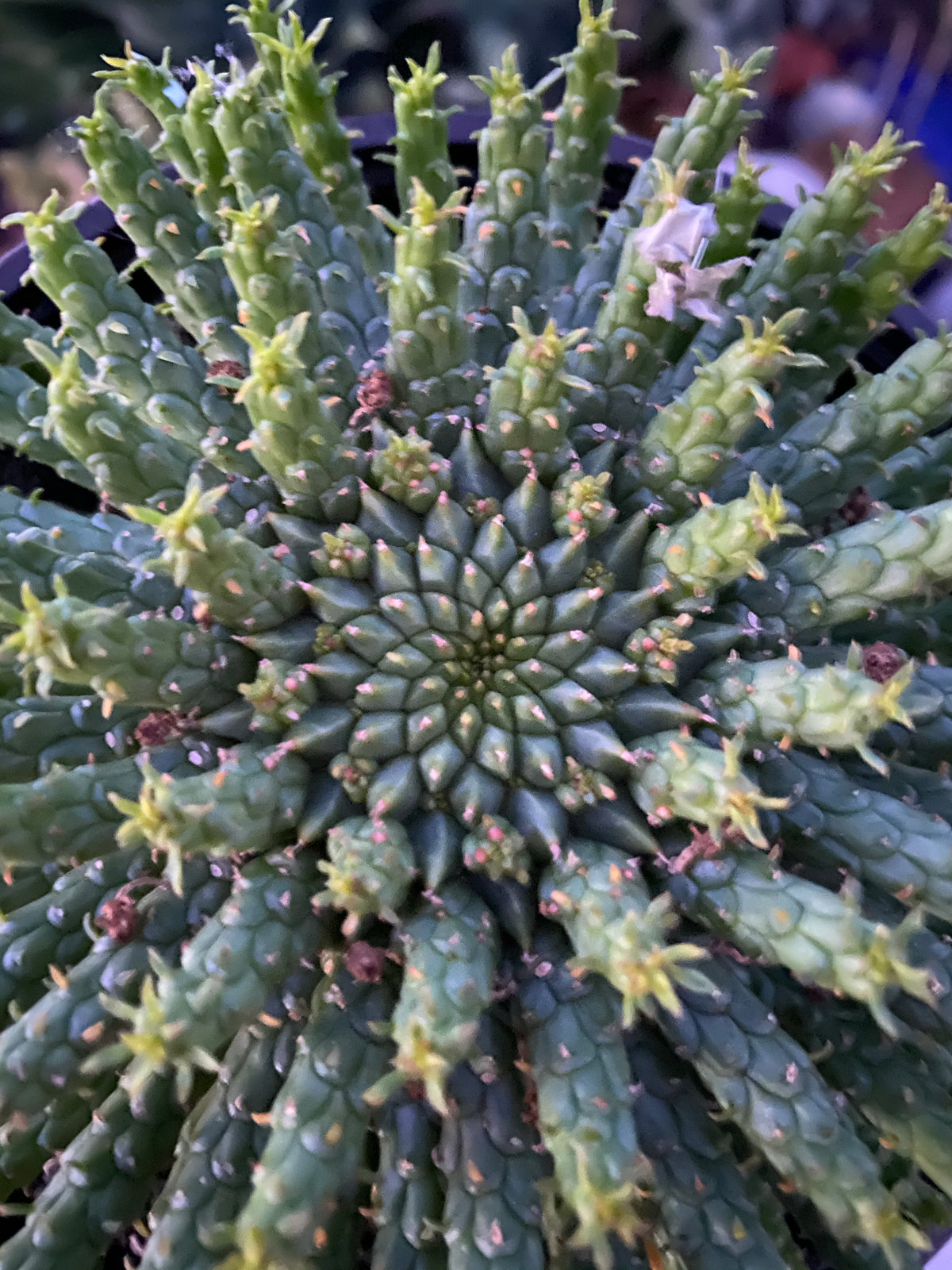 medusa head succulent Euphorbia caput-medusae ~ Medusa's Head