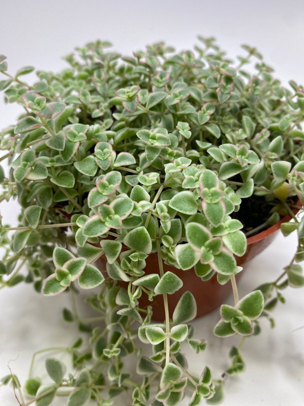 little missy succulent Sedum little missy