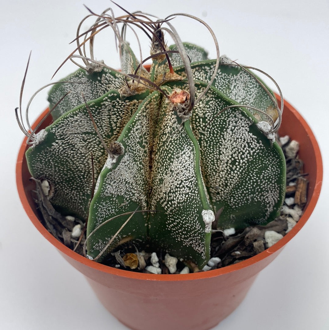 Astrophytum capricorne - Goat's Horn Cactus
