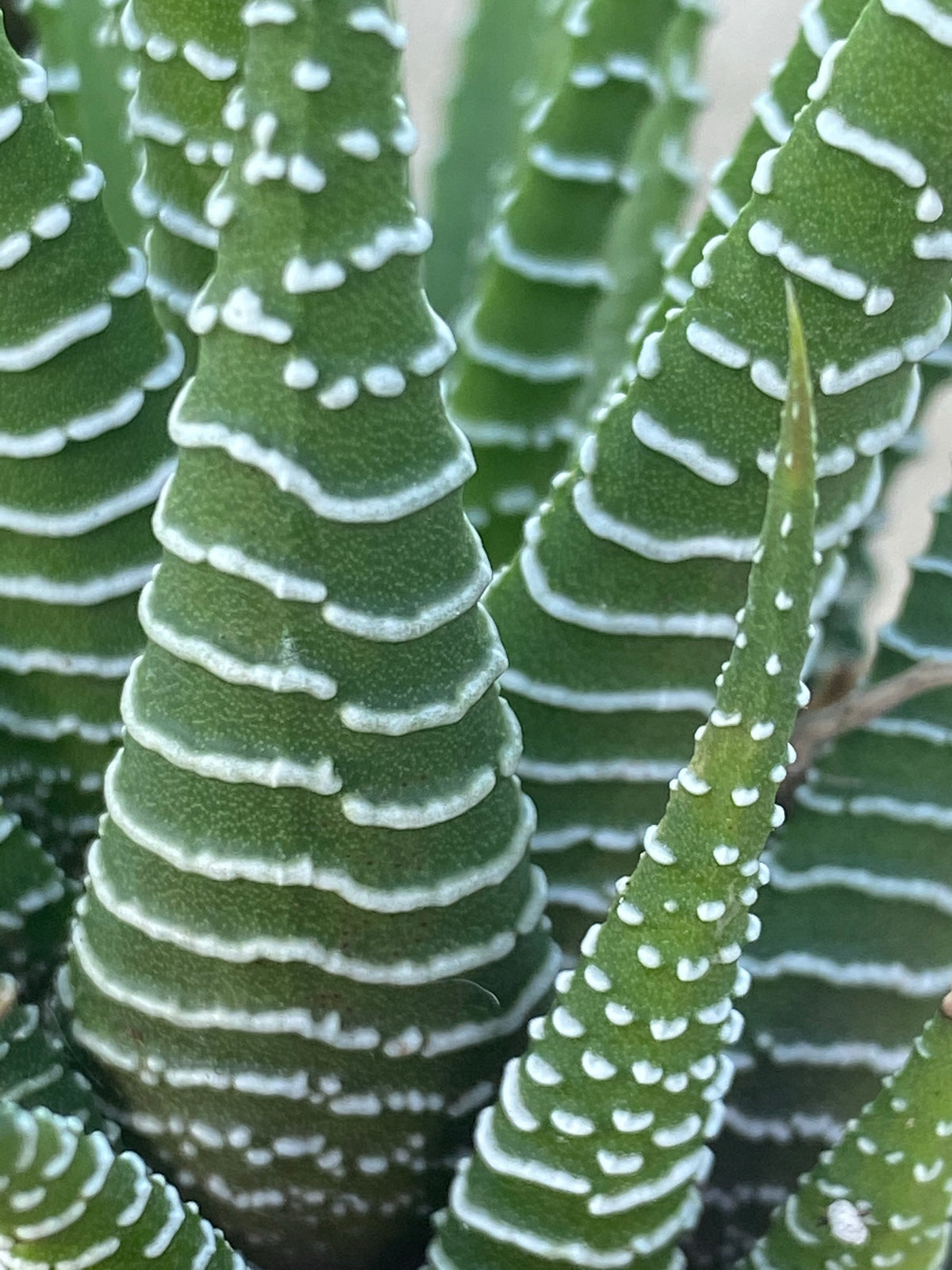 succulents box haworthia zebra plant Haworthia ~ Zebra plant