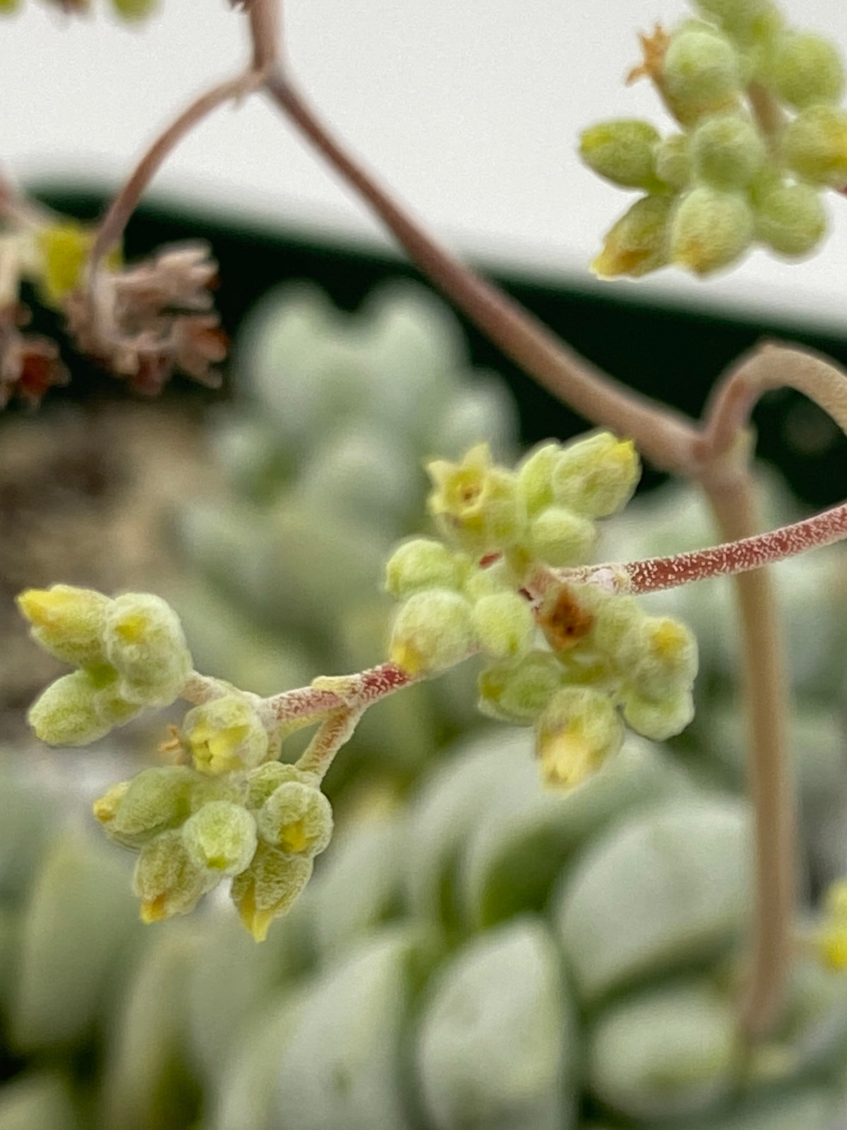 crassula daydream succulent Crassula Deceptor