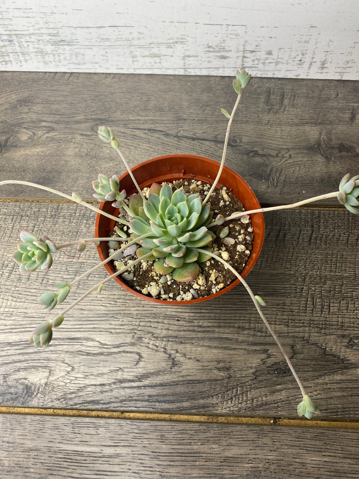 prolific succulents Echeveria prolifica