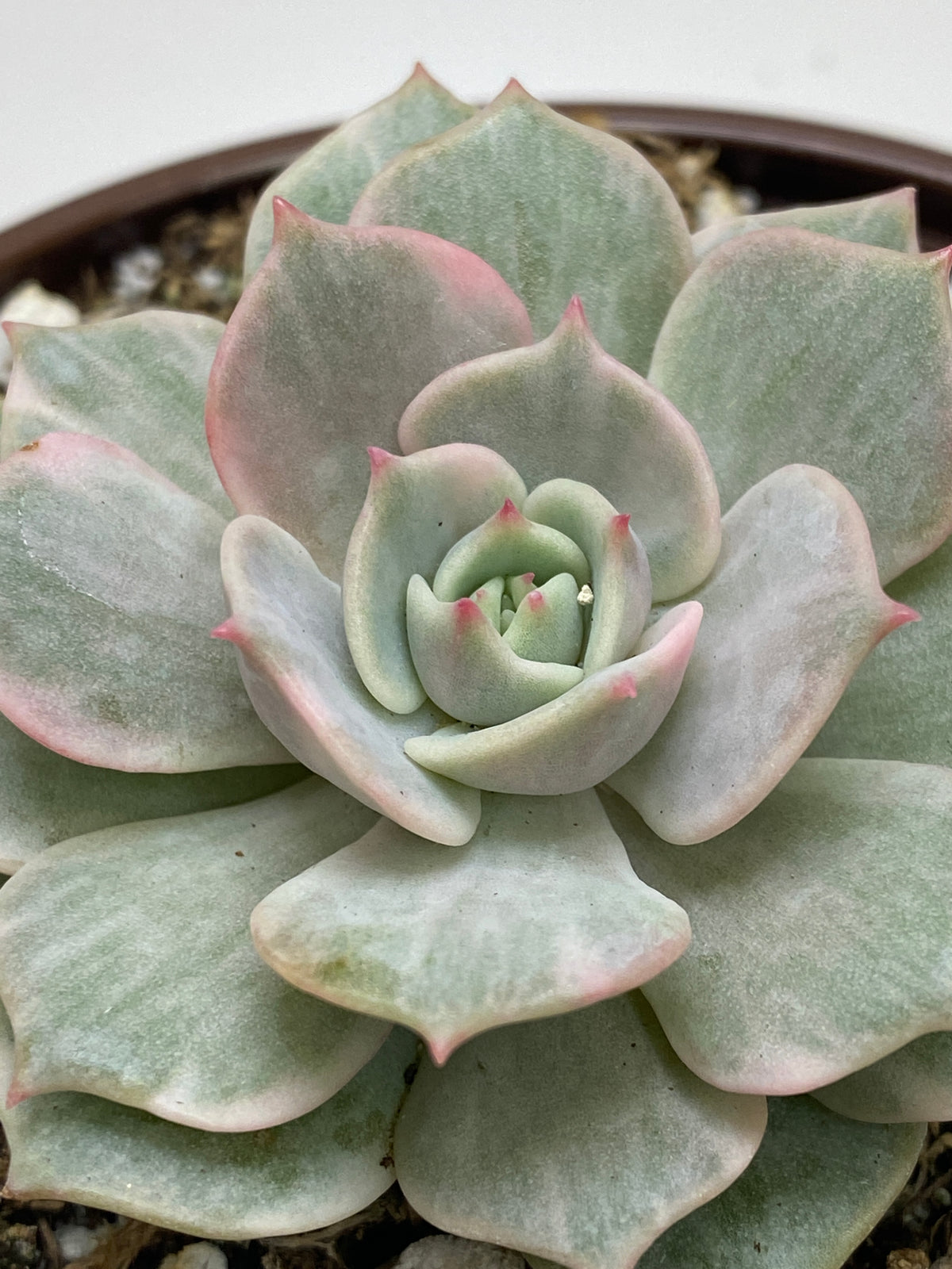 succulent echeveria lola Variegated Echeveria Lola