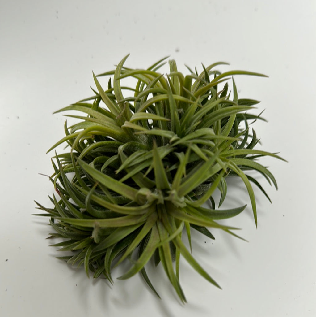 Air plant cluster