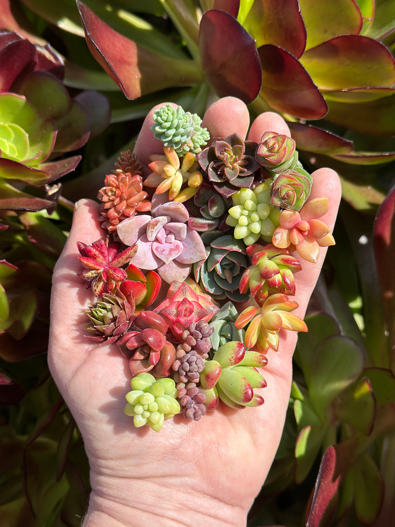 Handful of brightly colored succulent cuttings
