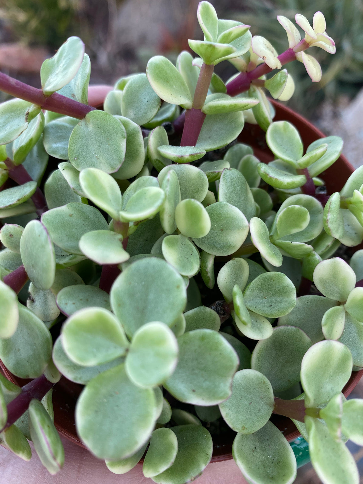 justine dawn portulacaria afra elephant bush Variegated Portulacaria Afra ~ Elephant Bush