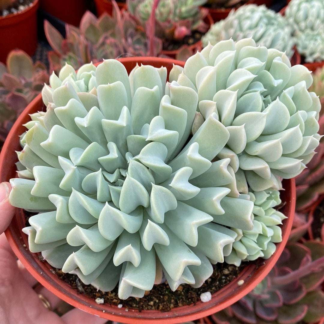 Echeveria Corduroy Torouthers OVY kaja Echeveria Topsy Turvy and