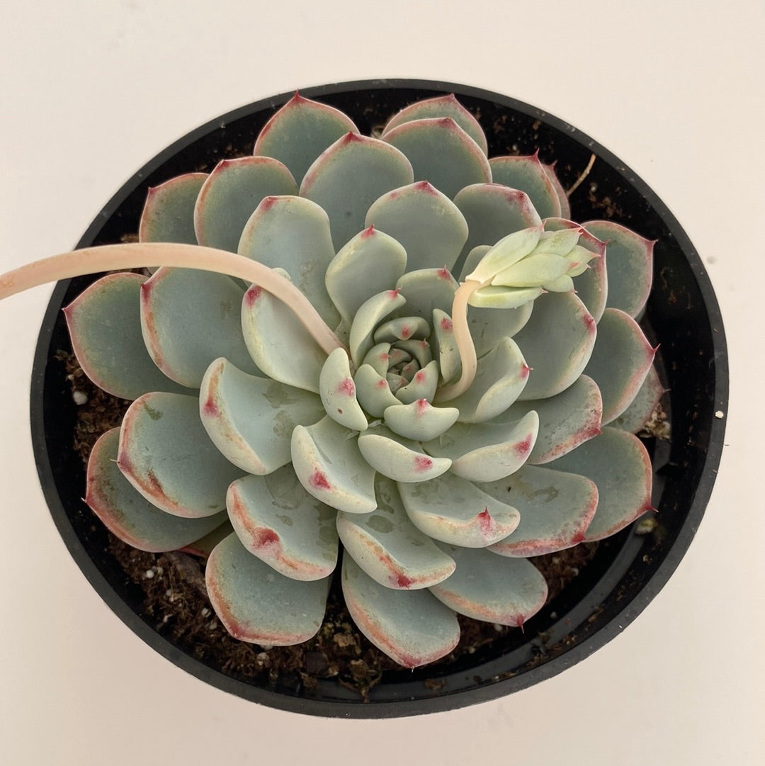 Echeveria Agavoides “Molded-wax Agave”. Very slow growers. These