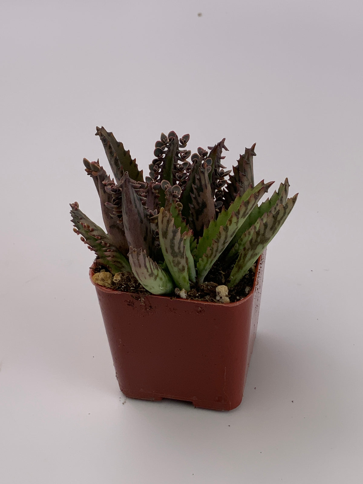 mother of millions succulent plant Mother of Millions